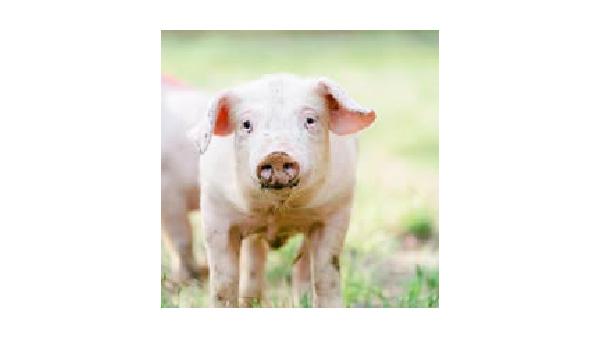 charcoal_pork 放牧豚炭豚 tanton