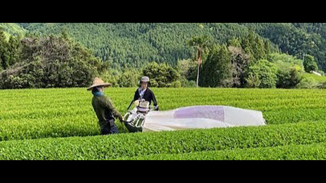 静岡県 浜松より